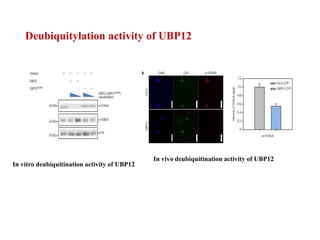 POLYCOMB GROUP OF PROTEINS | PPTX