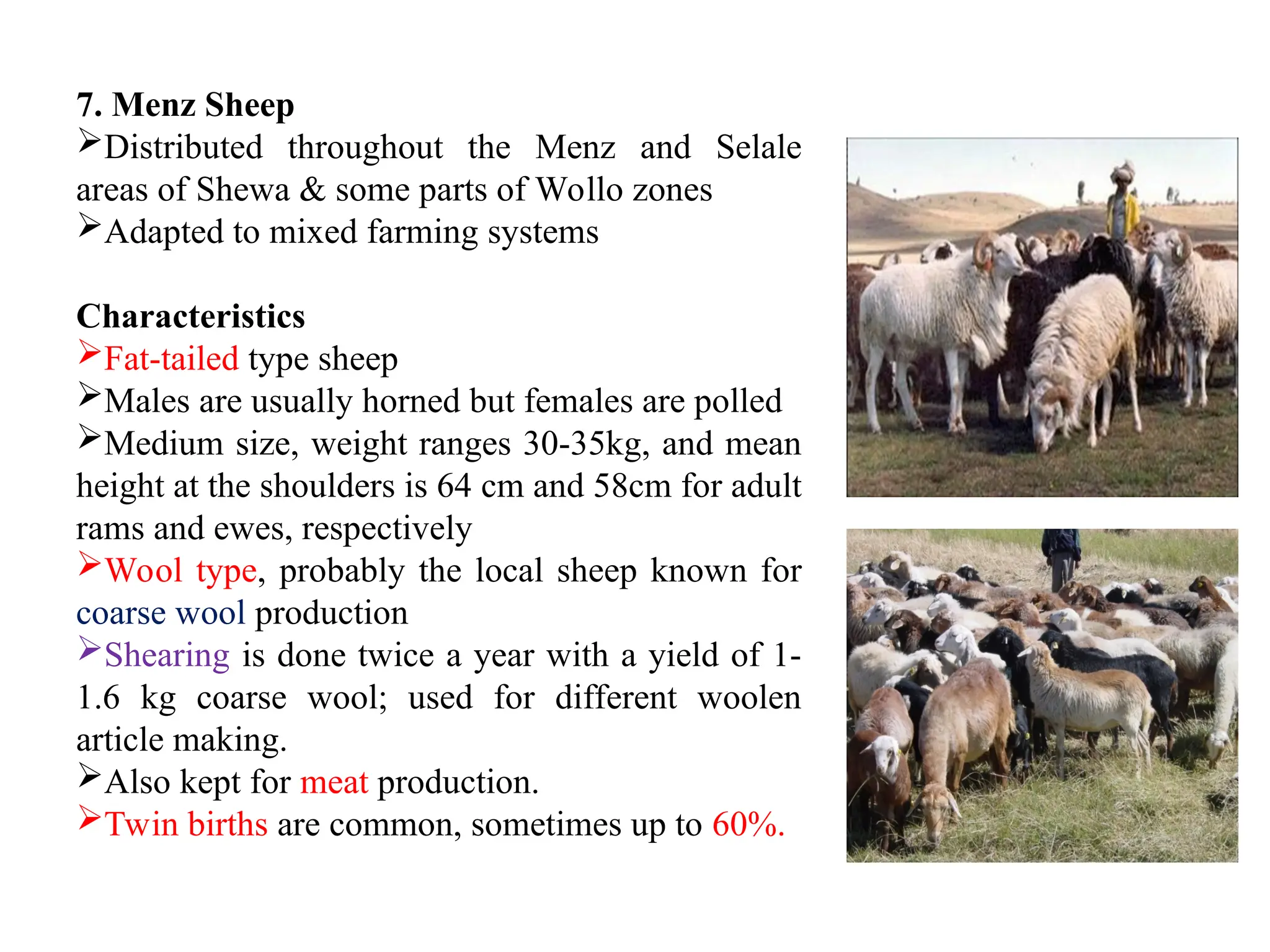 New PPT Presentation About small ruminant (2).ppt
