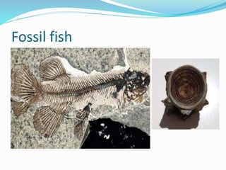 Fossil fish
 