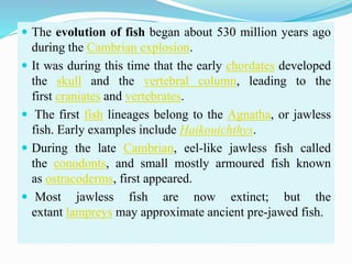  The evolution of fish began about 530 million years ago
during the Cambrian explosion.
 It was during this time that the early chordates developed
the skull and the vertebral column, leading to the
first craniates and vertebrates.
 The first fish lineages belong to the Agnatha, or jawless
fish. Early examples include Haikouichthys.
 During the late Cambrian, eel-like jawless fish called
the conodonts, and small mostly armoured fish known
as ostracoderms, first appeared.
 Most jawless fish are now extinct; but the
extant lampreys may approximate ancient pre-jawed fish.
 