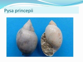 Pysa princepii
 