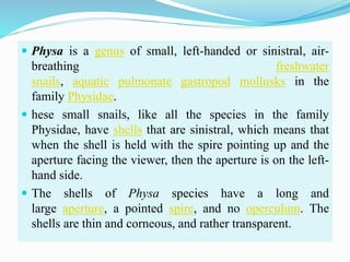  Physa is a genus of small, left-handed or sinistral, air-
breathing freshwater
snails, aquatic pulmonate gastropod mollusks in the
family Physidae.
 hese small snails, like all the species in the family
Physidae, have shells that are sinistral, which means that
when the shell is held with the spire pointing up and the
aperture facing the viewer, then the aperture is on the left-
hand side.
 The shells of Physa species have a long and
large aperture, a pointed spire, and no operculum. The
shells are thin and corneous, and rather transparent.
 
