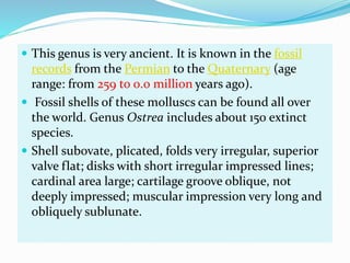  This genus is very ancient. It is known in the fossil
records from the Permian to the Quaternary (age
range: from 259 to 0.0 million years ago).
 Fossil shells of these molluscs can be found all over
the world. Genus Ostrea includes about 150 extinct
species.
 Shell subovate, plicated, folds very irregular, superior
valve flat; disks with short irregular impressed lines;
cardinal area large; cartilage groove oblique, not
deeply impressed; muscular impression very long and
obliquely sublunate.
 