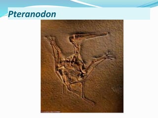 Pteranodon
 