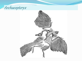 Archaeopteryx
 