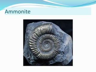Ammonite
 