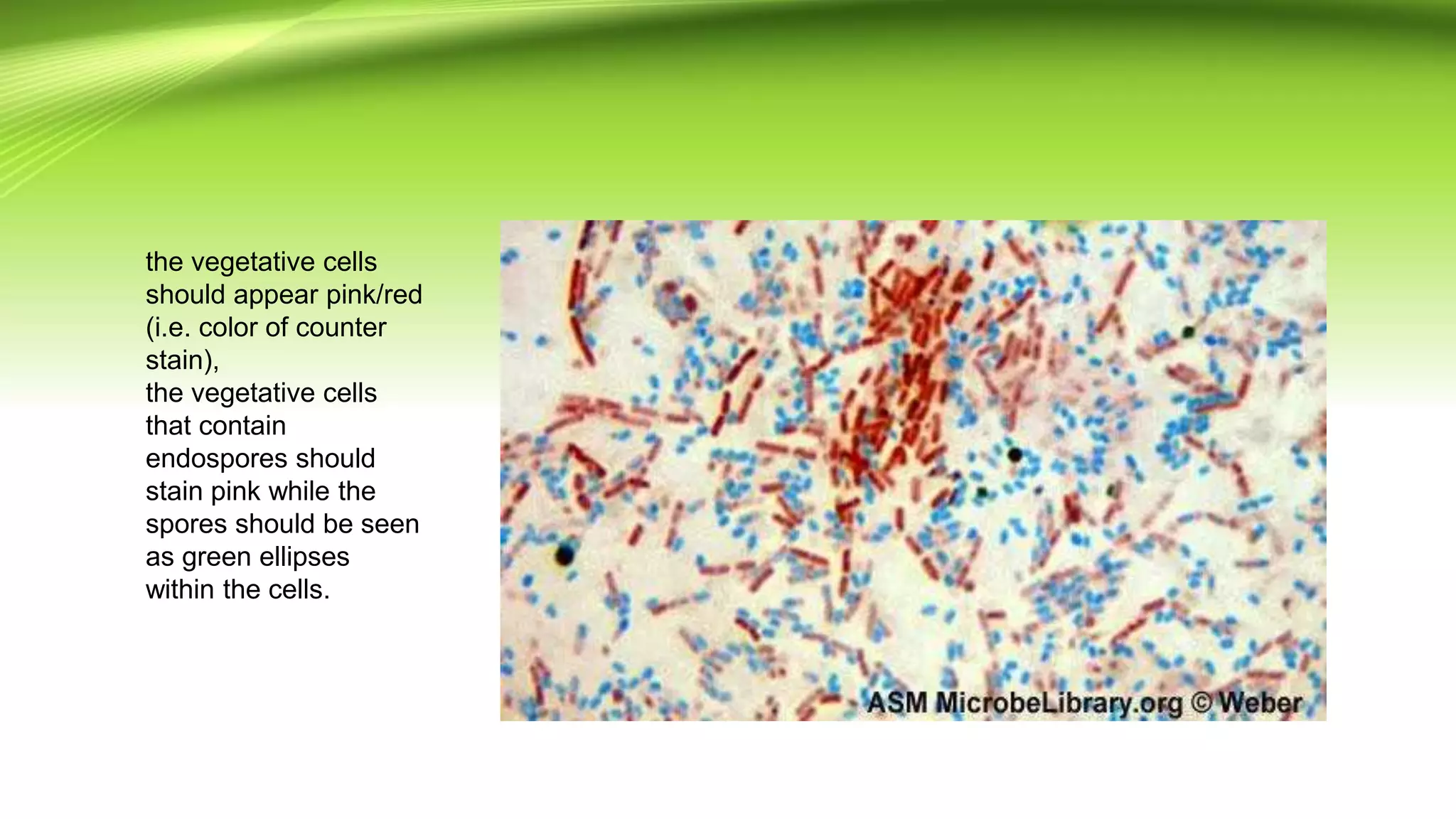 the vegetative cells
should appear pink/red
(i.e. color of counter
stain),
the vegetative cells
that contain
endospores should
stain pink while the
spores should be seen
as green ellipses
within the cells.
 