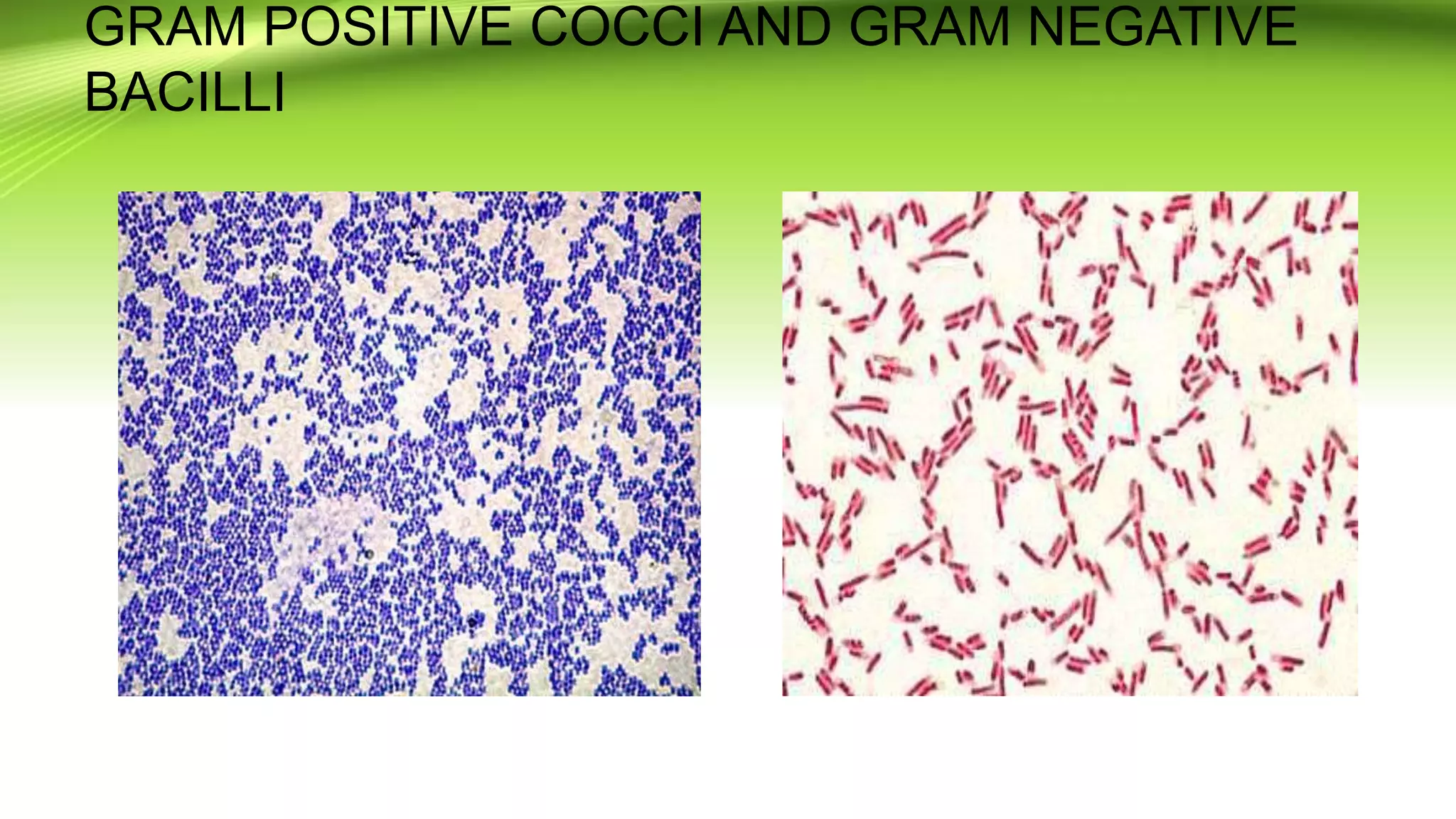 GRAM POSITIVE COCCI AND GRAM NEGATIVE
BACILLI
 