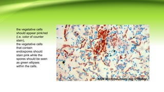 the vegetative cells
should appear pink/red
(i.e. color of counter
stain),
the vegetative cells
that contain
endospores should
stain pink while the
spores should be seen
as green ellipses
within the cells.
 