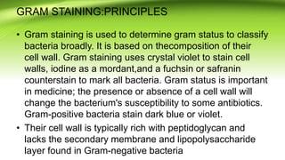 GRAM STAINING:PRINCIPLES
• Gram staining is used to determine gram status to classify
bacteria broadly. It is based on thecomposition of their
cell wall. Gram staining uses crystal violet to stain cell
walls, iodine as a mordant,and a fuchsin or safranin
counterstain to mark all bacteria. Gram status is important
in medicine; the presence or absence of a cell wall will
change the bacterium's susceptibility to some antibiotics.
Gram-positive bacteria stain dark blue or violet.
• Their cell wall is typically rich with peptidoglycan and
lacks the secondary membrane and lipopolysaccharide
layer found in Gram-negative bacteria
 