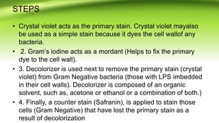 STEPS
• Crystal violet acts as the primary stain. Crystal violet mayalso
be used as a simple stain because it dyes the cell wallof any
bacteria.
• 2. Gram’s iodine acts as a mordant (Helps to fix the primary
dye to the cell wall).
• 3. Decolorizer is used next to remove the primary stain (crystal
violet) from Gram Negative bacteria (those with LPS imbedded
in their cell walls). Decolorizer is composed of an organic
solvent, such as, acetone or ethanol or a combination of both.)
• 4. Finally, a counter stain (Safranin), is applied to stain those
cells (Gram Negative) that have lost the primary stain as a
result of decolorization
 