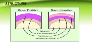 STRUCTURE
 