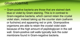 GRAM POSITIVE
• Gram-positive bacteria are those that are stained dark
blue or violet by Gram staining. This is in contrast to
Gram-negative bacteria, which cannot retain the crystal
violet stain, instead taking up the counter stain (safranin
or fuchsine) and appearing red or pink. Grampositive
organisms are able to retain the crystal violet stain
because of the high amount of peptidoglycan in the cell
wall. Gram-positive cell walls typically lack the outer
membrane found in Gram-negative bacteria.
 