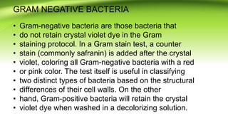 GRAM NEGATIVE BACTERIA
• Gram-negative bacteria are those bacteria that
• do not retain crystal violet dye in the Gram
• staining protocol. In a Gram stain test, a counter
• stain (commonly safranin) is added after the crystal
• violet, coloring all Gram-negative bacteria with a red
• or pink color. The test itself is useful in classifying
• two distinct types of bacteria based on the structural
• differences of their cell walls. On the other
• hand, Gram-positive bacteria will retain the crystal
• violet dye when washed in a decolorizing solution.
 
