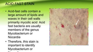 ACID FAST STAIN
• Acid-fast cells contain a
large amount of lipids and
waxes in their cell walls
primarily mycolic acid Acid
fast bacteria are usually
members of the genus
Mycobacterium or
Nocardia
• Therefore, this stain is
important to identify
Mycobacterium or
 