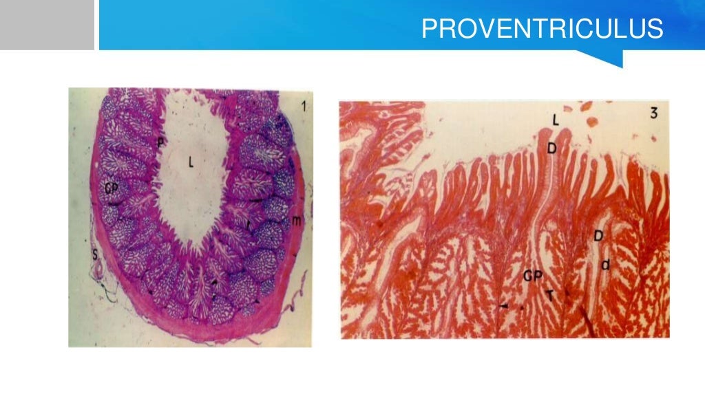 veterinary histology