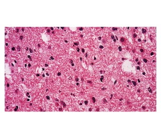 New practical histopathology