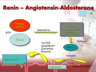 Plasma volume    [Na+] &/Or Kidney (juxtaglomerular apparatus) Detected by Releases Renin Angiotensinogen Angiotensin I… Converts Via ACE (A ngiotensin C onverting E nzyme) Angiotensin II… 