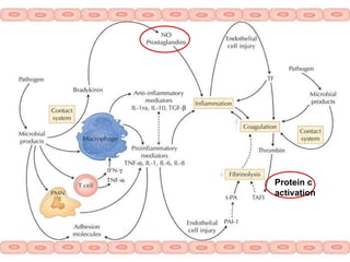 Protein c activation 