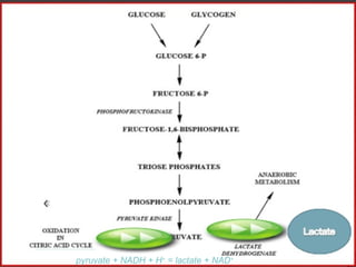 pyruvate + NADH + H +  = lactate + NAD + 