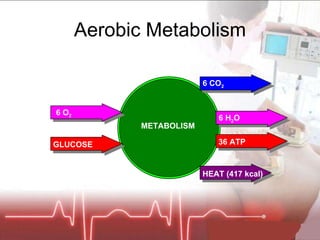 Aerobic Metabolism METABOLISM 6 CO 2 6 H 2 O 36 ATP HEAT (417 kcal) 6 O 2 GLUCOSE 