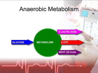 Anaerobic Metabolism GLUCOSE METABOLISM 2 LACTIC ACID 2 ATP HEAT (32 kcal) 