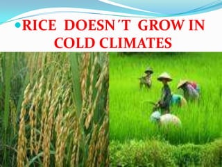 RICE  DOESN´T  GROW IN COLD CLIMATES