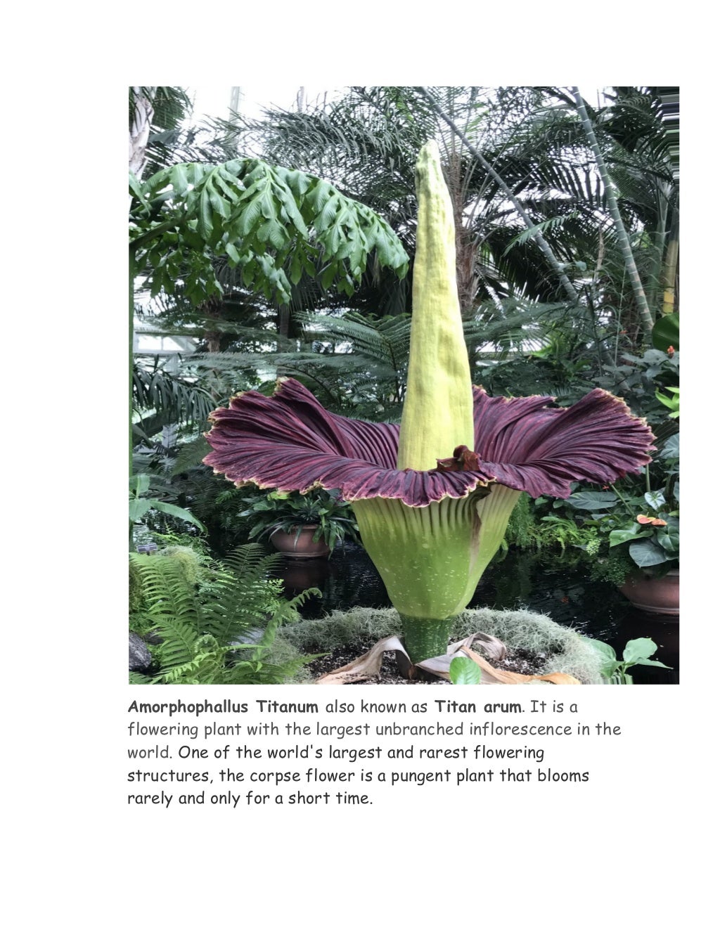 Top 10 Rarest Flower In The World