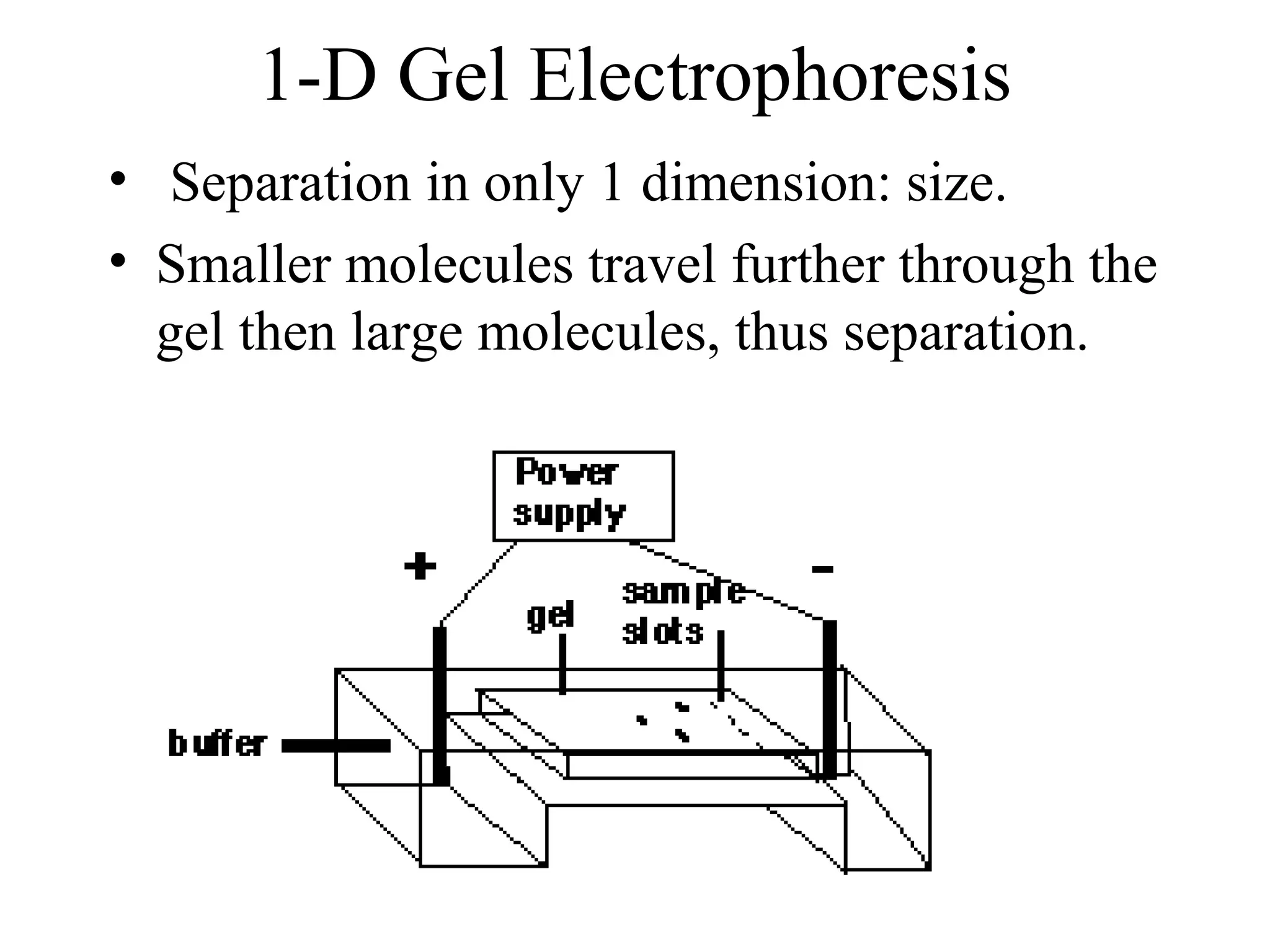 1-D Gel Electrophoresis
• Separation in only 1 dimension: size.
• Smaller molecules travel further through the
  gel then large molecules, thus separation.
 