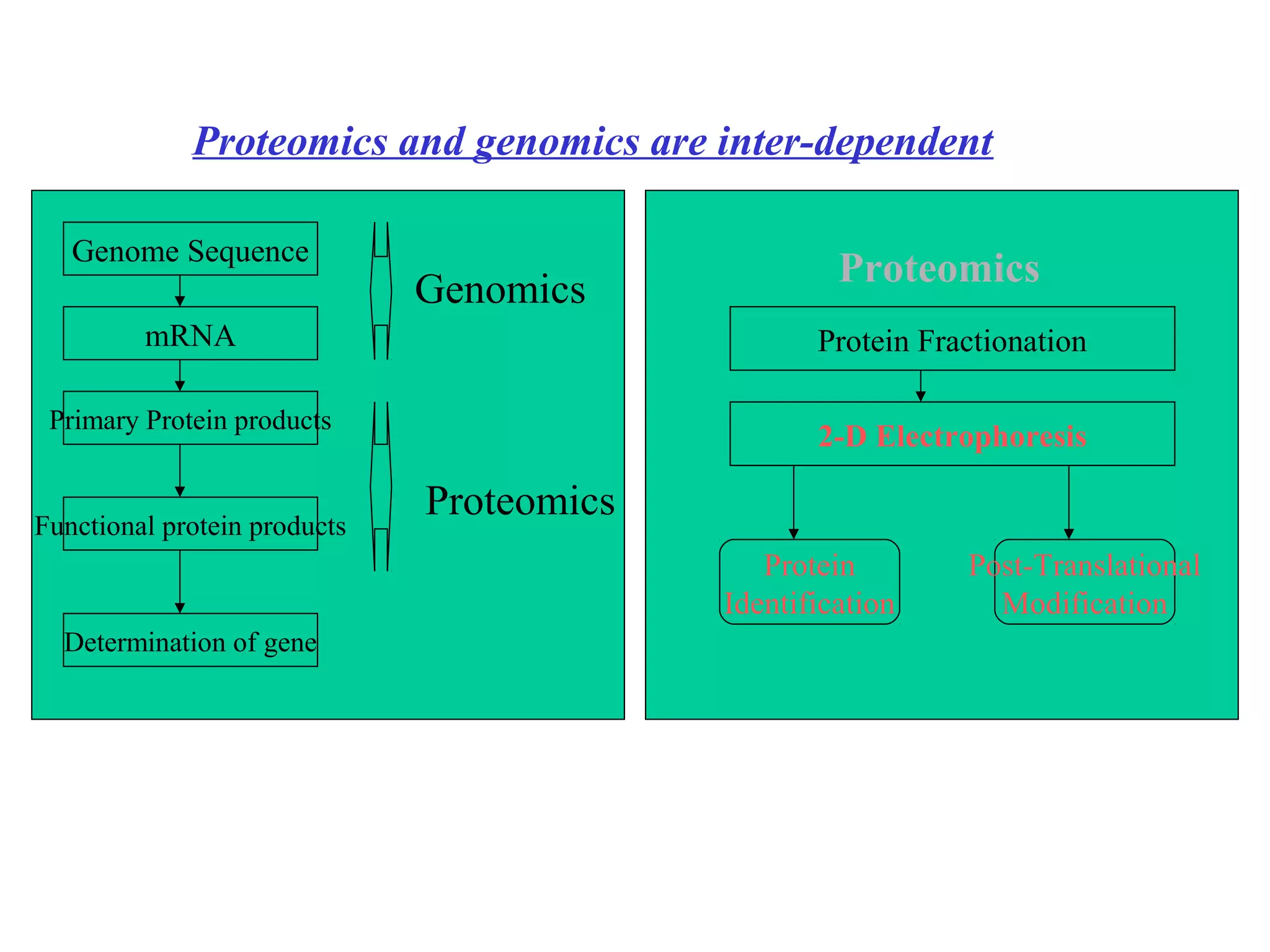Proteomics and genomics are inter-dependent

   Genome Sequence
                                                    Proteomics
                              Genomics
         mRNA                                     Protein Fractionation

 Primary Protein products
                                                  2-D Electrophoresis

Functional protein products
                              Proteomics
                                              Protein        Post-Translational
                                           Identification      Modification
  Determination of gene
 
