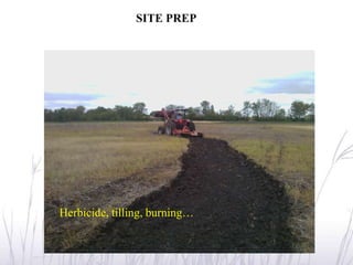 SITE PREP




Herbicide, tilling, burning…
 