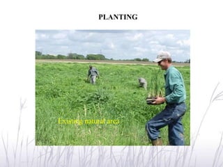 PLANTING




Existing natural area
 