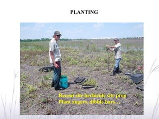 PLANTING




Recent site herbicide site prep
Plant augers, dibble bars…
 