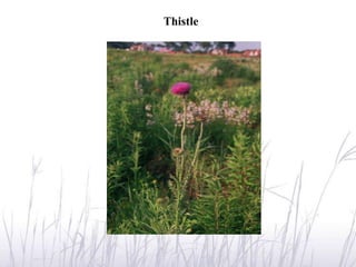 Thistle
 