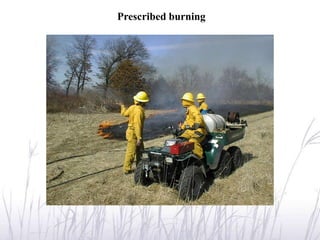 Prescribed burning
 