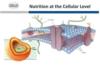 Nutrition at the Cellular Level
 