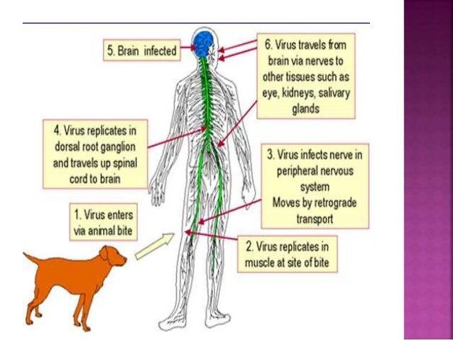Dog Sore Throat From Excessive Barking Dog Sore Throat From Excessive Barking