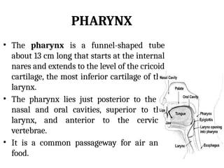 new respiratory system anatomy new.ppsx. | PPSX