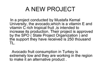 A NEW PROJECT In a project conducted by Mustafa Kemal University,  the avocado,which is a vitamin E and vitamin C rich tropical fruit ,is intended to increase its production. Their project is approved by the SPO ( State Project Organization ) and the support they have received is 250 thousand TL.    Avocado fruit consumption in Turkey is extremely low and they are working in the region to make it an alternative product . 