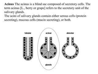 new salivary histo...................... | PPT