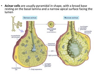 Acinar Definition new salivary histo...................... | PPT