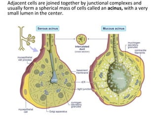 new salivary histo...................... | PPT