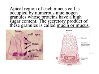Mucell Section new salivary histo...................... | PPT