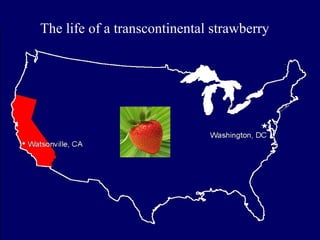 The life of a transcontinental strawberry