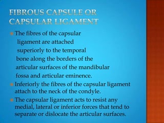  The fibres of the capsular
ligament are attached
superiorly to the temporal
bone along the borders of the
articular surfaces of the mandibular
fossa and articular eminence.
 Inferiorly the fibres of the capsular ligament
attach to the neck of the condyle.
 The capsular ligament acts to resist any
medial, lateral or inferior forces that tend to
separate or dislocate the articular surfaces.
 
