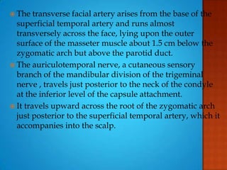  The transverse facial artery arises from the base of the
superficial temporal artery and runs almost
transversely across the face, lying upon the outer
surface of the masseter muscle about 1.5 cm below the
zygomatic arch but above the parotid duct.
 The auriculotemporal nerve, a cutaneous sensory
branch of the mandibular division of the trigeminal
nerve , travels just posterior to the neck of the condyle
at the inferior level of the capsule attachment.
 It travels upward across the root of the zygomatic arch
just posterior to the superficial temporal artery, which it
accompanies into the scalp.
 