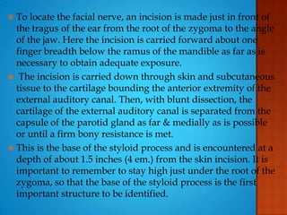  To locate the facial nerve, an incision is made just in front of
the tragus of the ear from the root of the zygoma to the angle
of the jaw. Here the incision is carried forward about one
finger breadth below the ramus of the mandible as far as is
necessary to obtain adequate exposure.
 The incision is carried down through skin and subcutaneous
tissue to the cartilage bounding the anterior extremity of the
external auditory canal. Then, with blunt dissection, the
cartilage of the external auditory canal is separated from the
capsule of the parotid gland as far & medially as is possible
or until a firm bony resistance is met.
 This is the base of the styloid process and is encountered at a
depth of about 1.5 inches (4 em.) from the skin incision. It is
important to remember to stay high just under the root of the
zygoma, so that the base of the styloid process is the first
important structure to be identified.
 