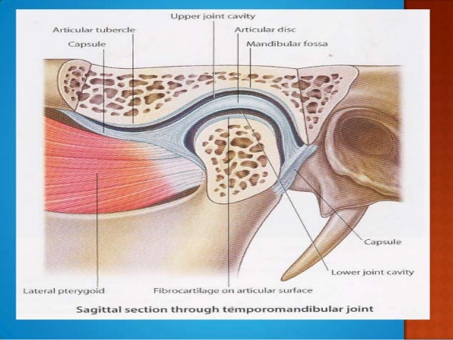 anatomy of TMJ