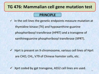 10
 In the cell lines the genetic endpoints measure mutation at
thymidine kinase (TK) and hypoxanthine-guanine
phosphoribosyl transferase (HPRT) and a transgene of
xanthineguanine phosphoribosyl transferase (XPRT).
 Hprt is present on X-chromosome, various cell lines of Hprt
are CHO, CHL, V79 of Chinese hamster cells, etc.
 Xprt coded by gpt transgene, AS52 cell lines are used.
TG 476: Mammalian cell gene mutation test
PRINCIPLE
 