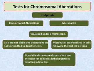 Tests for Chromosomal Aberrations
Chromosomal Aberrations
Endpoints
Micronuclei
Cells are not viable and aberrations are
not transmitted to daughter cells.
Micronuclei are visualized in cells
following the first cell division
Visualized under a microscope.
Nonviable chromosomal aberrations are
the basis for dominant lethal mutations
resulting in fetal loss
 